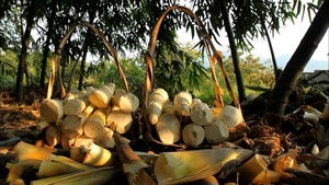 Poster for Gifts from Nature