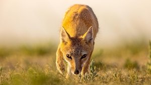 Poster for Dogs in the Wild: Secrets of Success