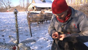 Poster for Christmas tree apples & Christmas lantern
