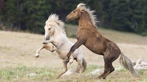 Poster for Cloud's Legacy: The Wild Stallion Returns