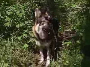 Poster for Firehorse (1)