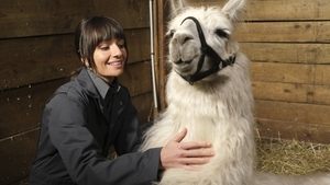 Poster for Skunks and Llamas