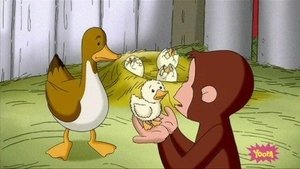 Poster for A Monkey's Duckling