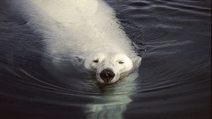 Poster for Great White Bear