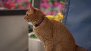 Poster for Fat Chance