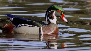 Poster for An Original DUCKumentary