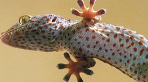 Poster for The Reptiles: Lizards