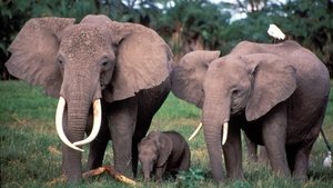 Poster for Echo: An Elephant to Remember