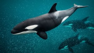Poster for Orca Dynasty