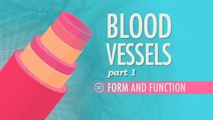 Poster for Blood Vessels, Part 1 - Form and Function