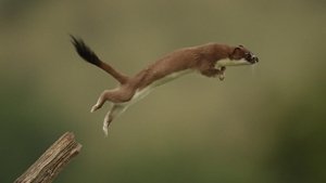 Poster for The Mighty Weasel