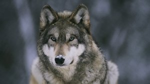 Poster for In the Valley of the Wolves
