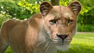 Poster for Loxodonta africana