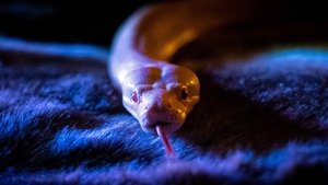 Poster for Volume 6: The High Priestess Poster for Volume 6: The High Priestess