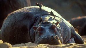 Poster for Hippo Beach