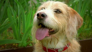 Poster for Hay Festival