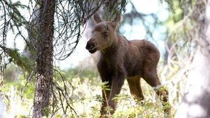Poster for Moose: Life of a Twig Eater