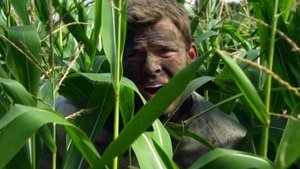Poster for The Corn Field (1)