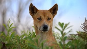 Poster for Dogs in the Wild: Meet the Family