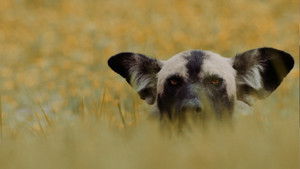 Poster for Sanctuary | Katavi: Africa's Fallen Paradise