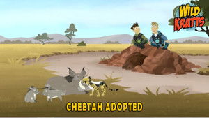 Poster for Cheetah Adopted