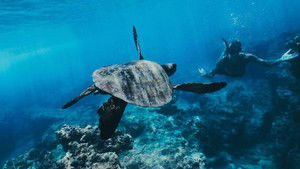 Poster for The Netherlands, country of water