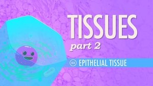 Poster for Tissues, Part 2 - Epithelial Tissue