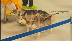 Poster for Drag the Sled Challenge