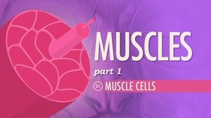 Poster for Muscles, Part 1 - Muscle Cells