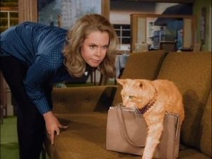 Poster for The Catnapper
