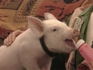 Poster for This Little Piggy
