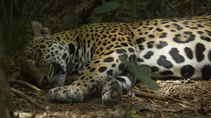 Poster for Jaguar Beach