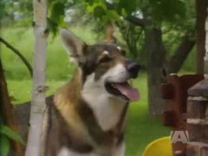 Poster for The Secret of Red Hill