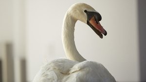 Poster for The Antisocialism of Sex