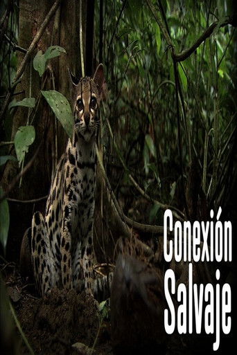 Wild Connection Wild Connection